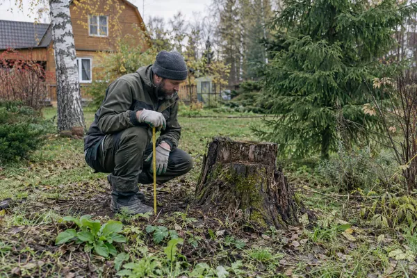 Корчевание и удаление пней — обмер пня. Визуальная концепция работы специалистов.