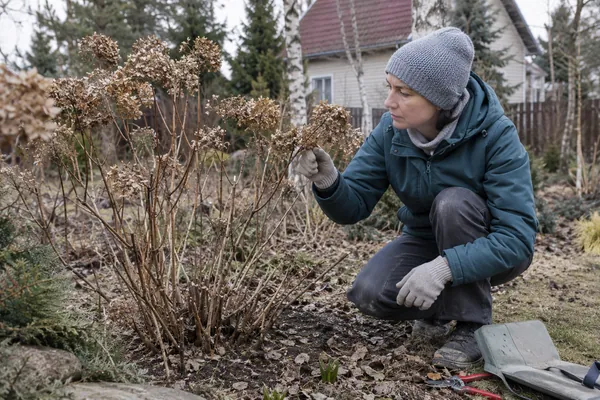 Обрезка гортензии — проверка качества. Визуальная концепция работы специалистов.