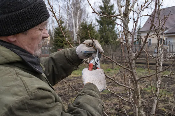 Обрезка груши — обрезка побега в деталях. Визуальная концепция работы специалистов.