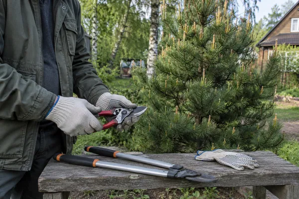 Обрезка сосны — подготовка инструмента. Визуальная концепция работы специалистов.
