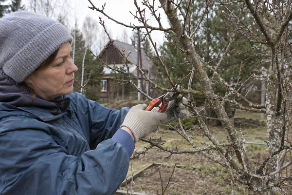 Обрезка яблонь — обрезка побега в деталях. Визуальная концепция работы специалистов.