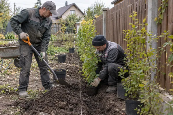 Посадка живой изгороди — работа специалистов на участке, визуальная концепция