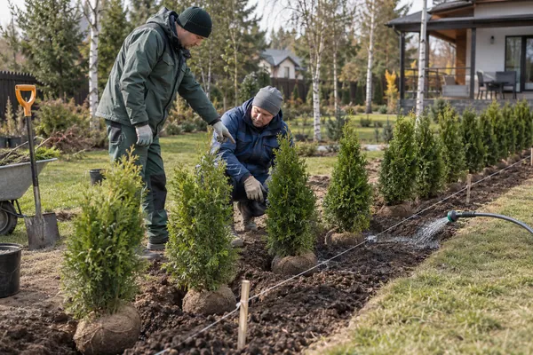 Посадка живой изгороди — расстановка растений. Визуальная концепция работы специалистов.