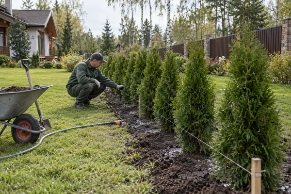 Посадка живой изгороди — проверка результата. Визуальная концепция работы специалистов.