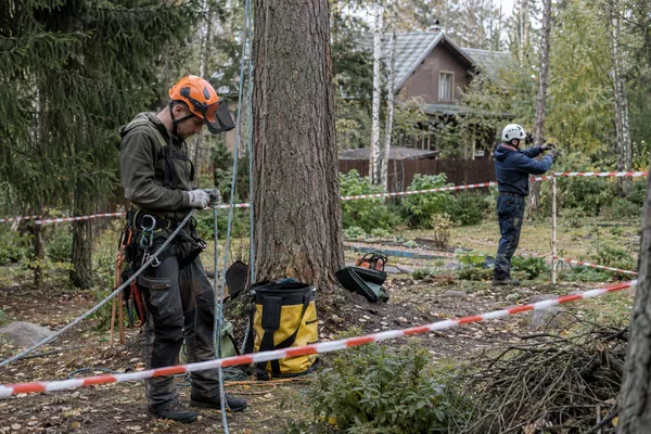 Спил и удаление деревьев — ограждение рабочей зоны. Визуальная концепция работы специалистов.