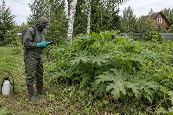 Уничтожение борщевика на участке — оценка площади распространения. Визуальная концепция работы специалистов.