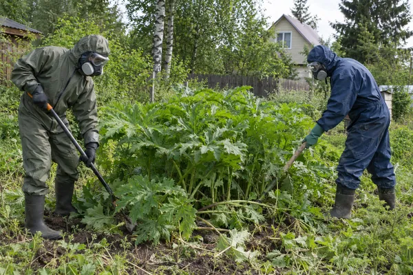Уничтожение борщевика на участке — удаление борщевика на участке. Визуальная концепция работы специалистов.