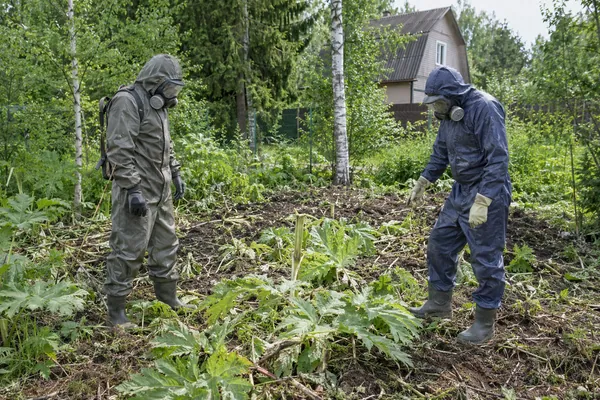 Уничтожение борщевика на участке — проверка участка после первого этапа. Визуальная концепция работы специалистов.