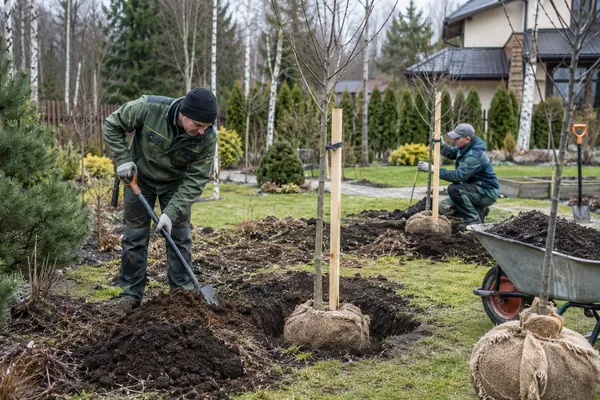 Закладка плодового сада — подготовка посадочных мест. Визуальная концепция работы специалистов.